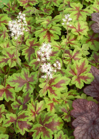 Tiarella 'Crow Feather'